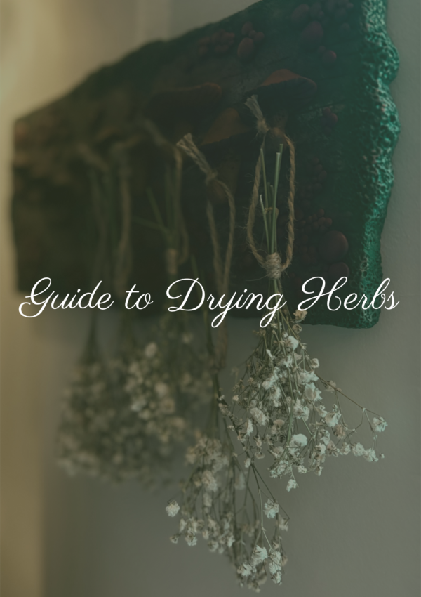 Guide to Drying Herbs